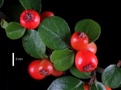 Cotoneaster horizontalis: Fruit.
 Image: D. Glenny © Landcare Research 2017 CC BY 3.0 NZ